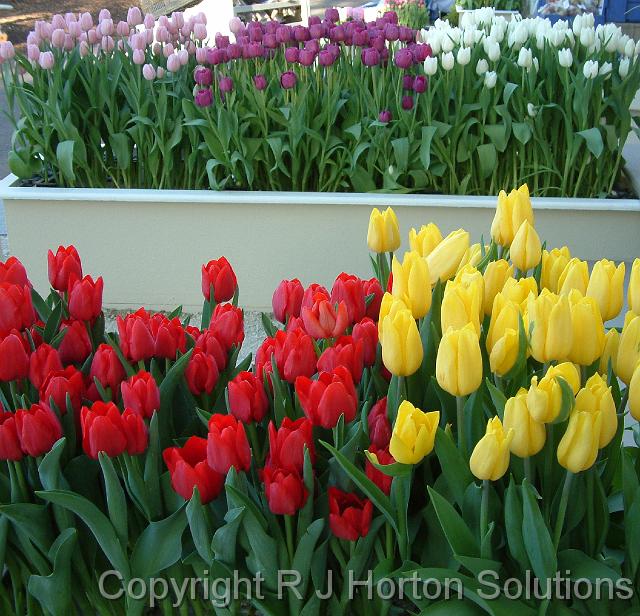 Tulips at MIFGS